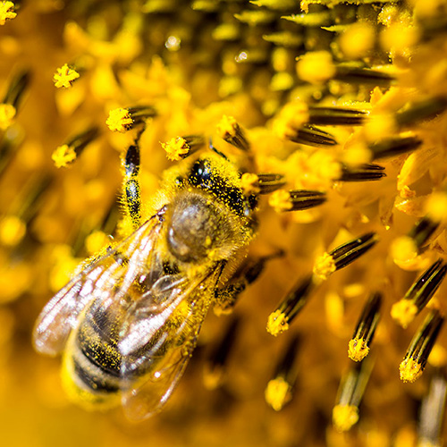 A spasso con le api. Visita guidata a Casa Mieleria