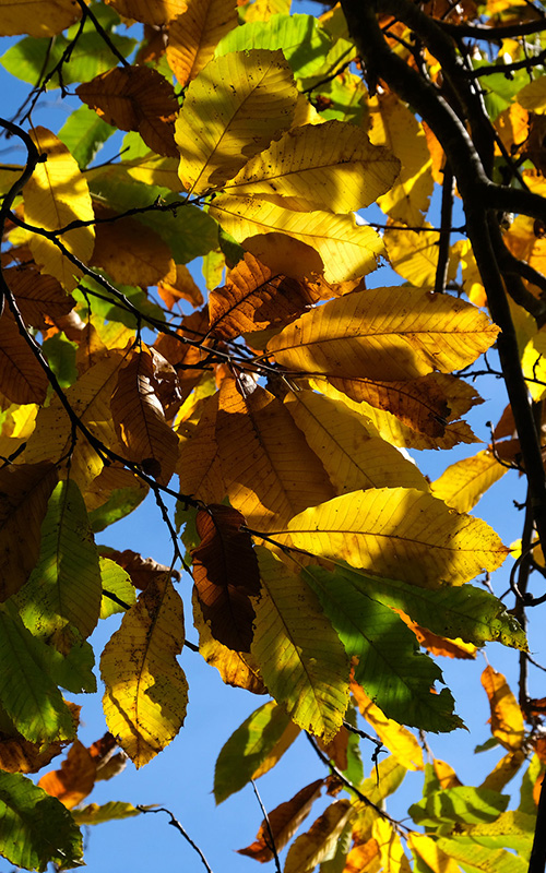 Il tuo Autunno in Val d’Aniene